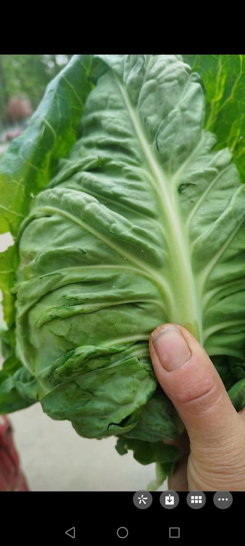 精品牛心包菜