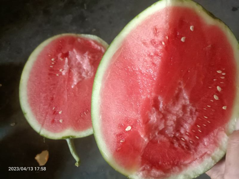 云南德宏芒市甜王特小凤大量有货
