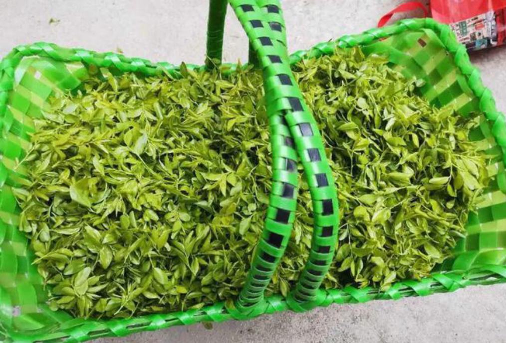 新鲜木瓜与拐枣果实摆放在竹篮中,背景为自然田园风光 木瓜与拐枣原材料特写