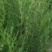 侧柏