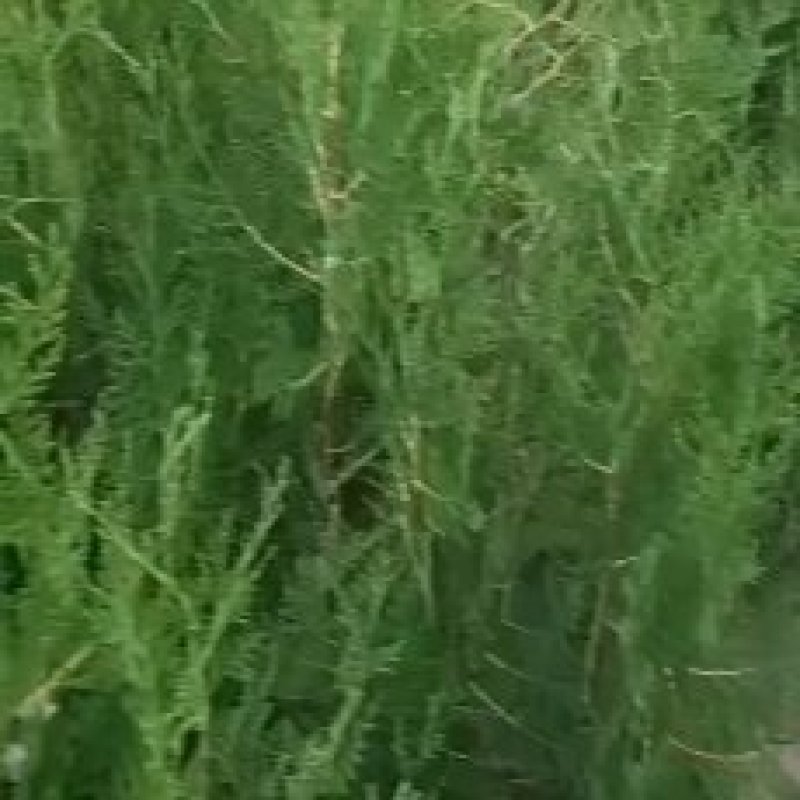 侧柏