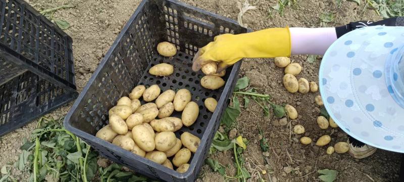 贵州本地黄心大洋芋（希森）上市了，欢迎实地考察下单