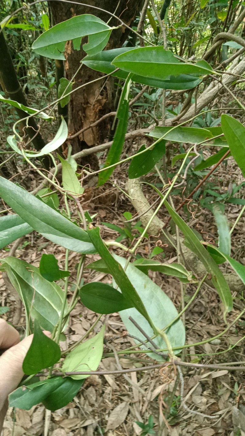 深山野生土茯苓