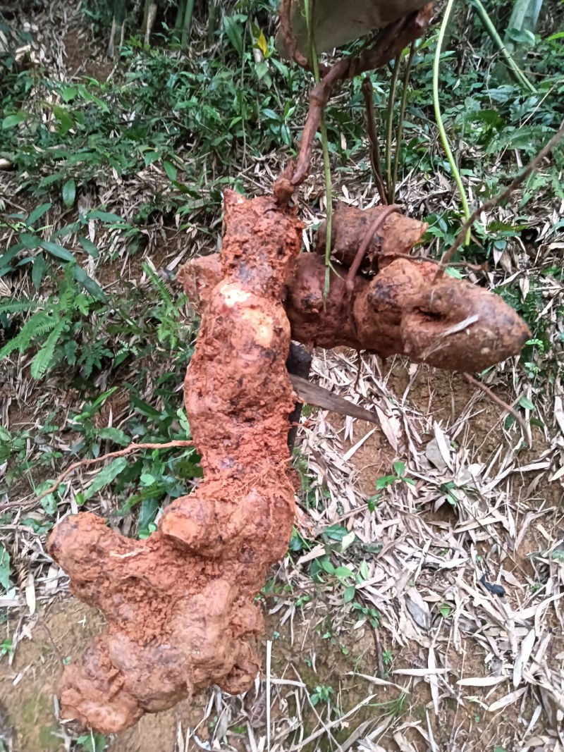 深山野生土茯苓