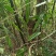 深山野生土茯苓