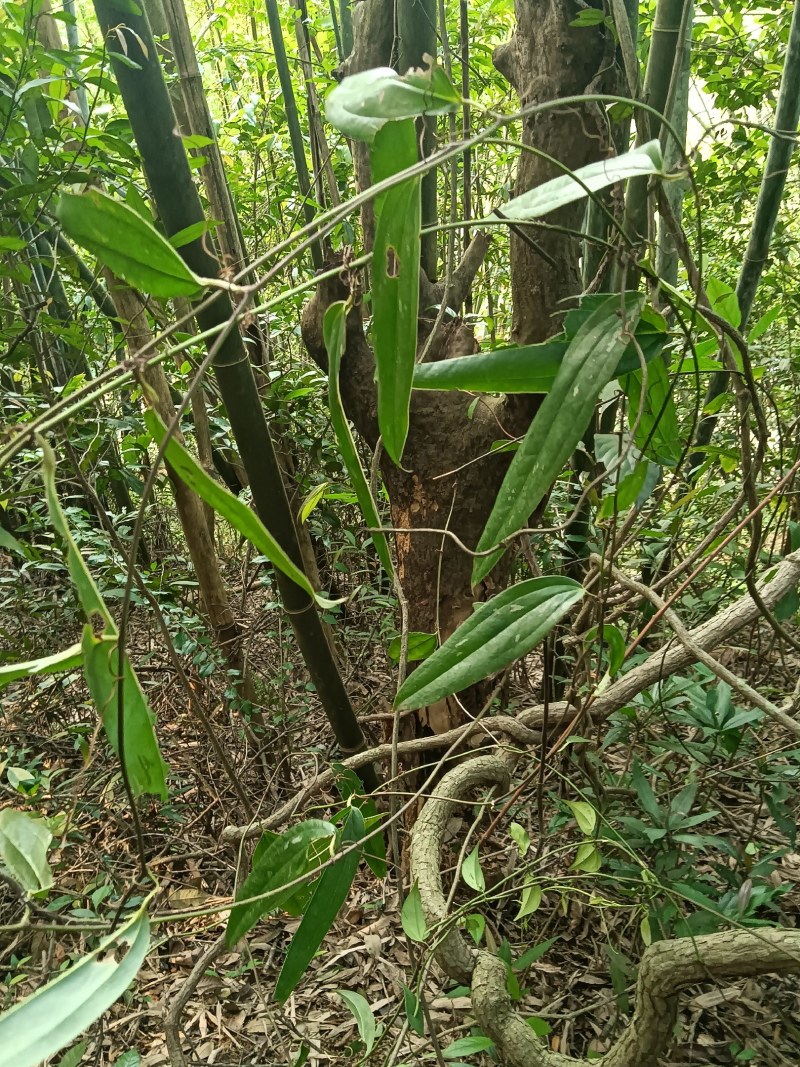 深山野生土茯苓