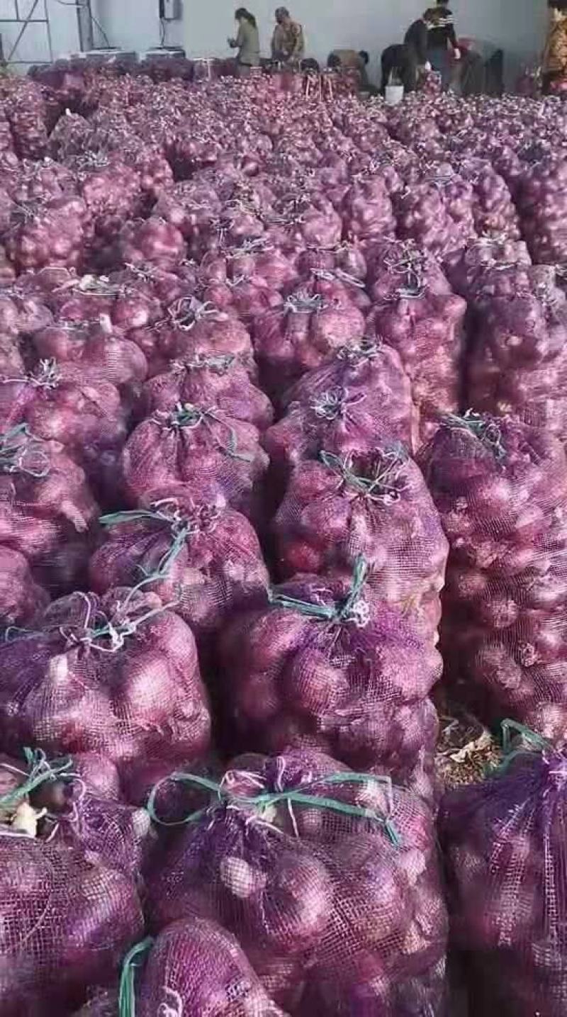 红皮无管精品洋葱，产地直发，颜色鲜亮，货源充足