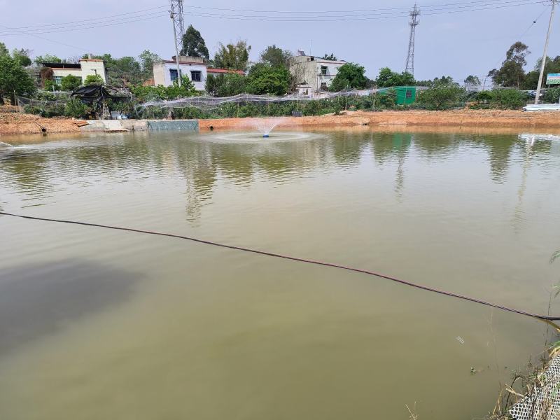 樱桃艾草种植基地成都成家田园家庭农场