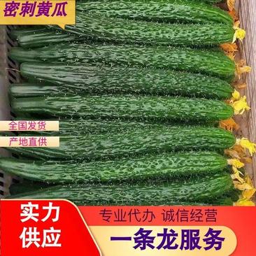 【精选】河南精品密刺黄瓜一手货源产地直供代发全国