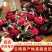 金边玫瑰花玫瑰花茶批发
