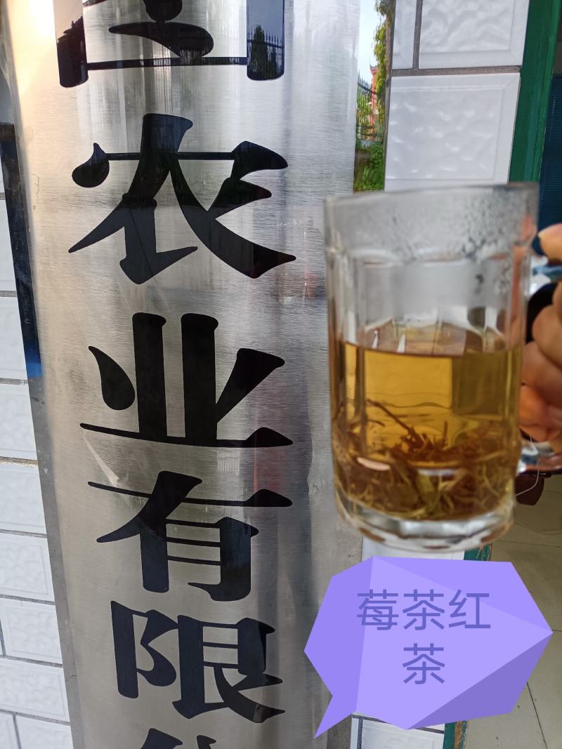 永顺莓茶