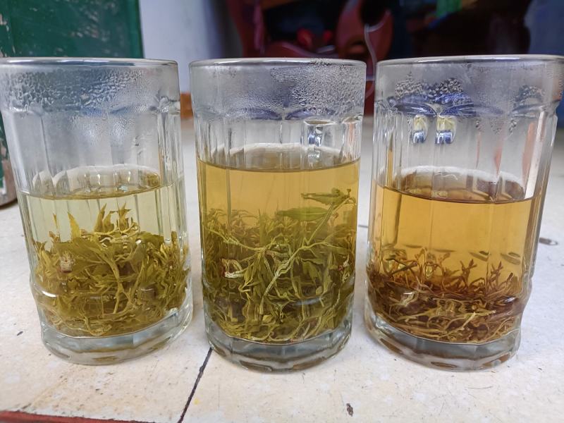 永顺莓茶