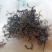 永顺莓茶