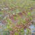 永顺莓茶