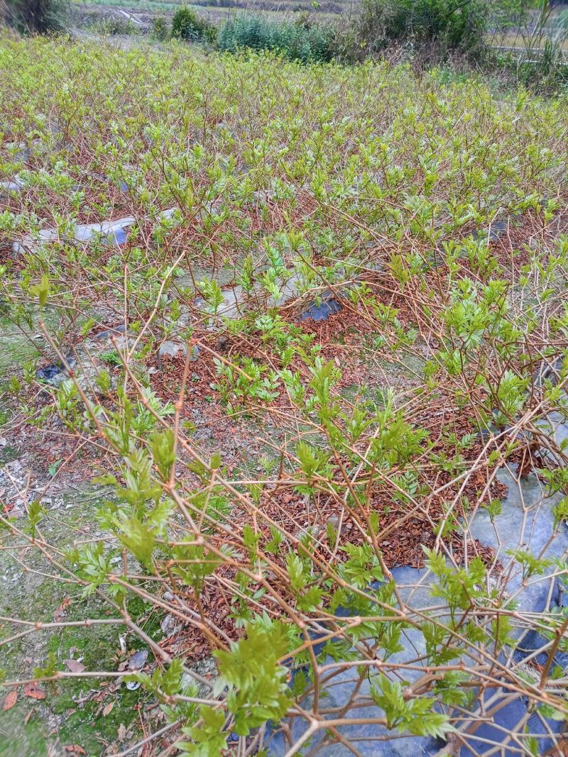 永顺莓茶