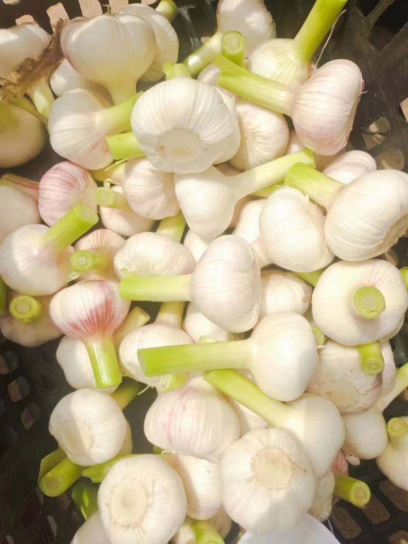 杞县早熟蒜，扒皮蒜，土蒜