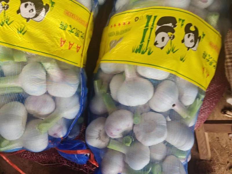 杞县早熟蒜，扒皮蒜，土蒜
