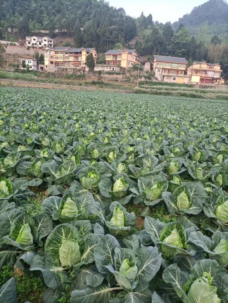 贵州安顺牛心菜超市市场电商大量优先欢迎订购