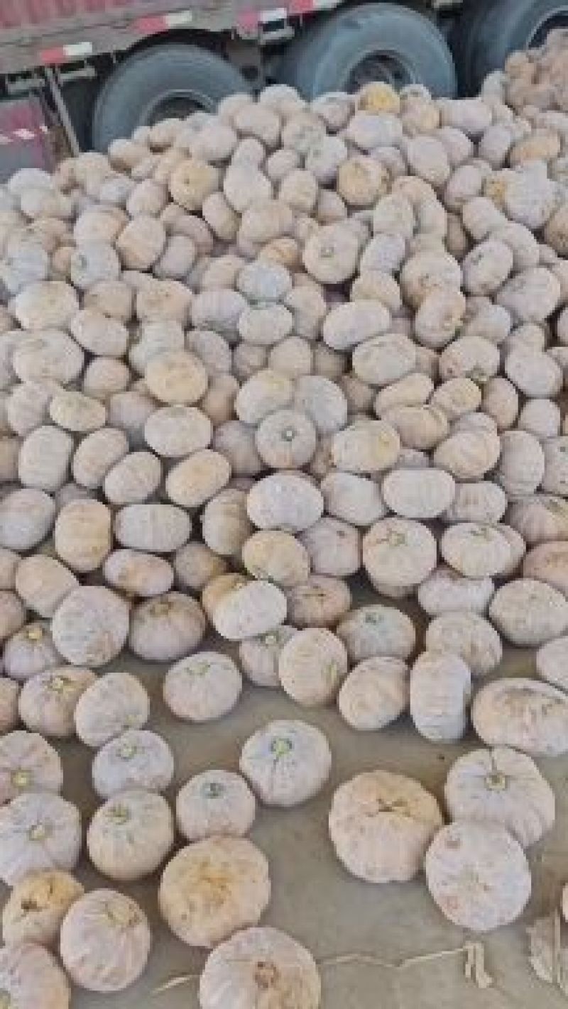 湖北万亩南瓜种植基地出售各类品种南瓜，有需要的朋友联系我