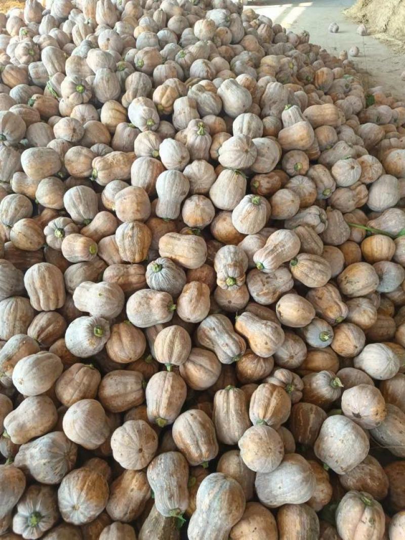 湖北万亩南瓜种植基地出售各类品种南瓜，有需要的朋友联系我