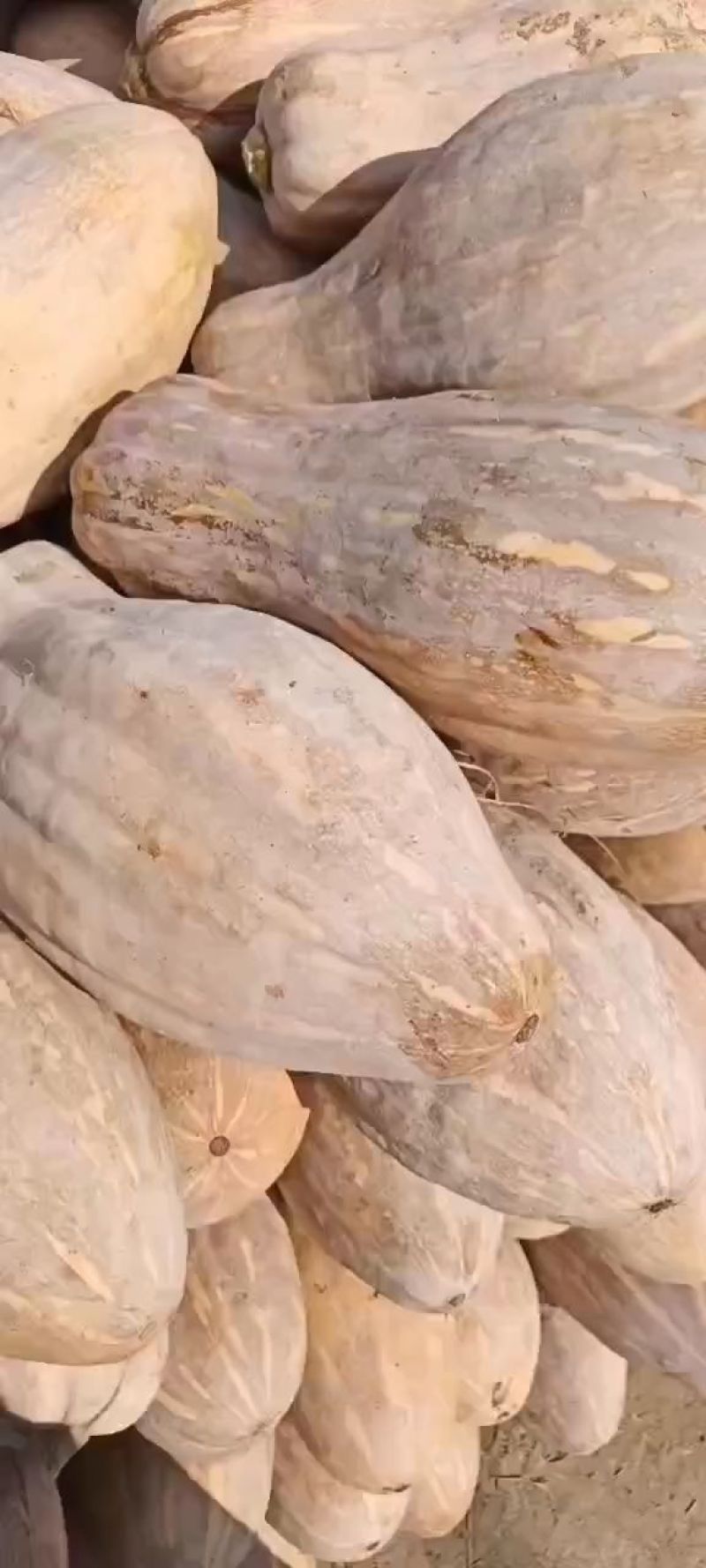 湖北万亩南瓜种植基地出售各类品种南瓜，有需要的朋友联系我