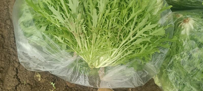 沈阳新民精品苦菊
