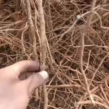 药用酸枣苗