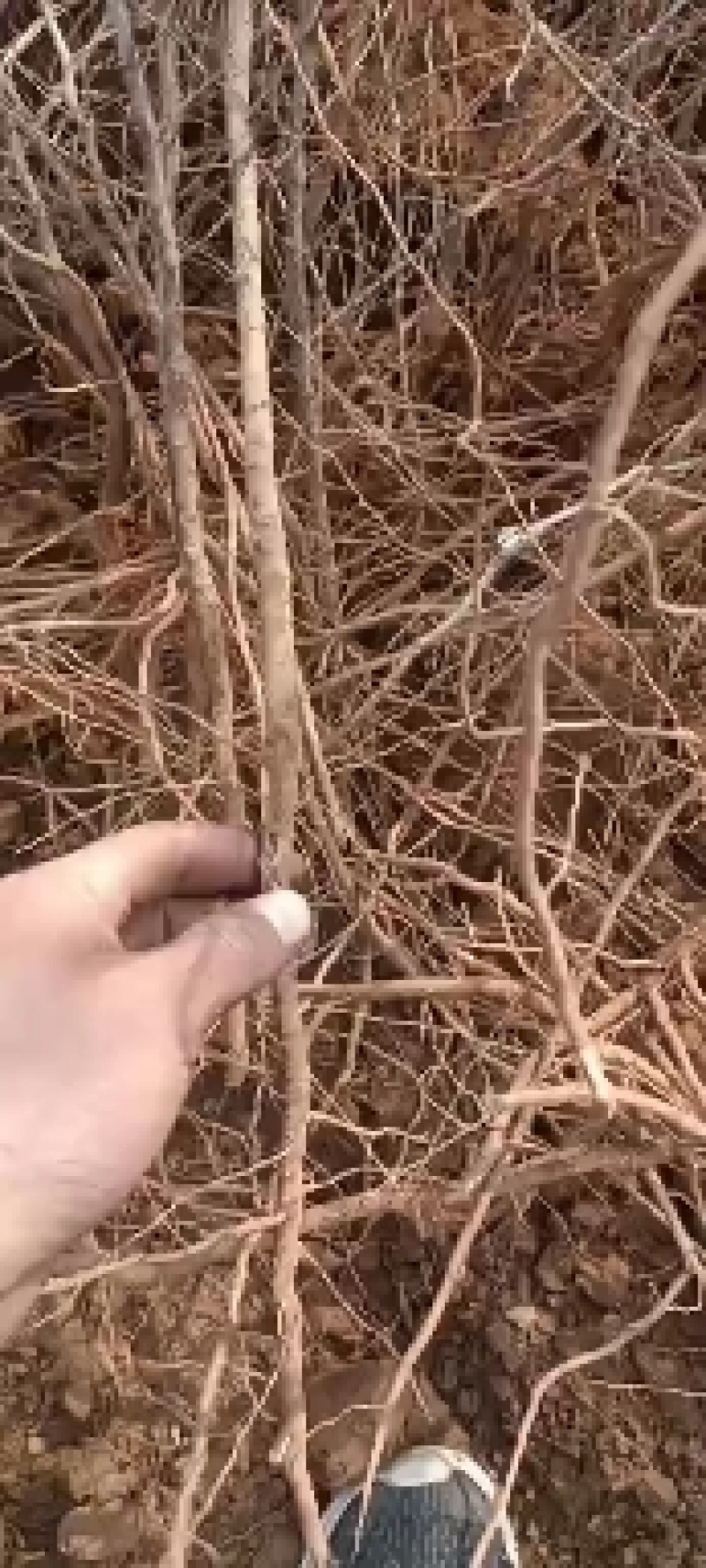药用酸枣苗