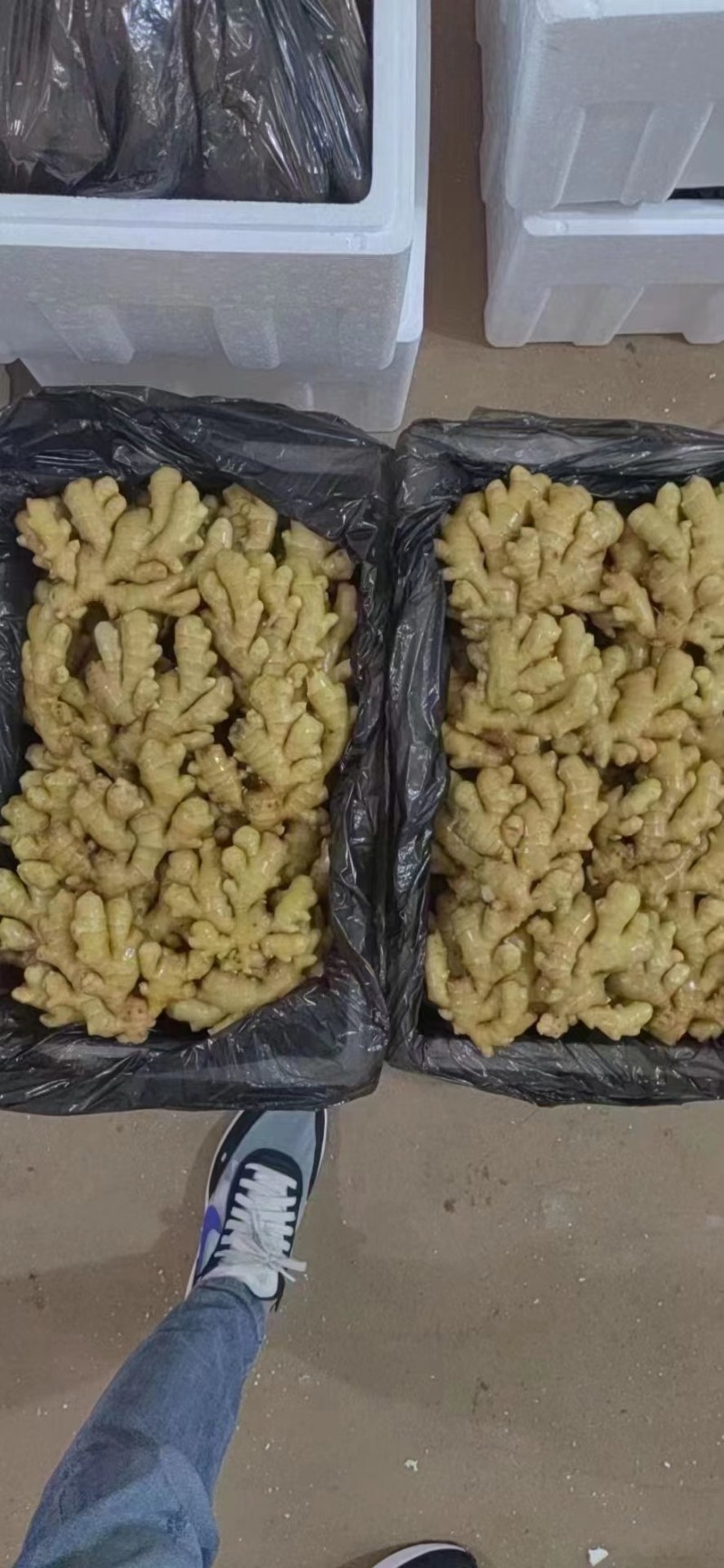 山东生姜辣味浓厚，颜色蜡黄，质量保证！全国发货，坏烂包赔