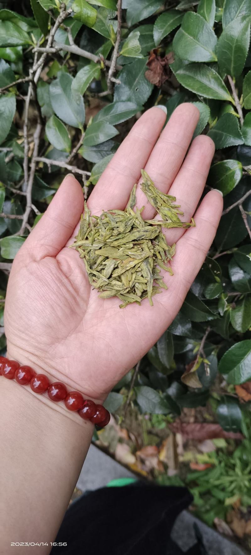 茶叶