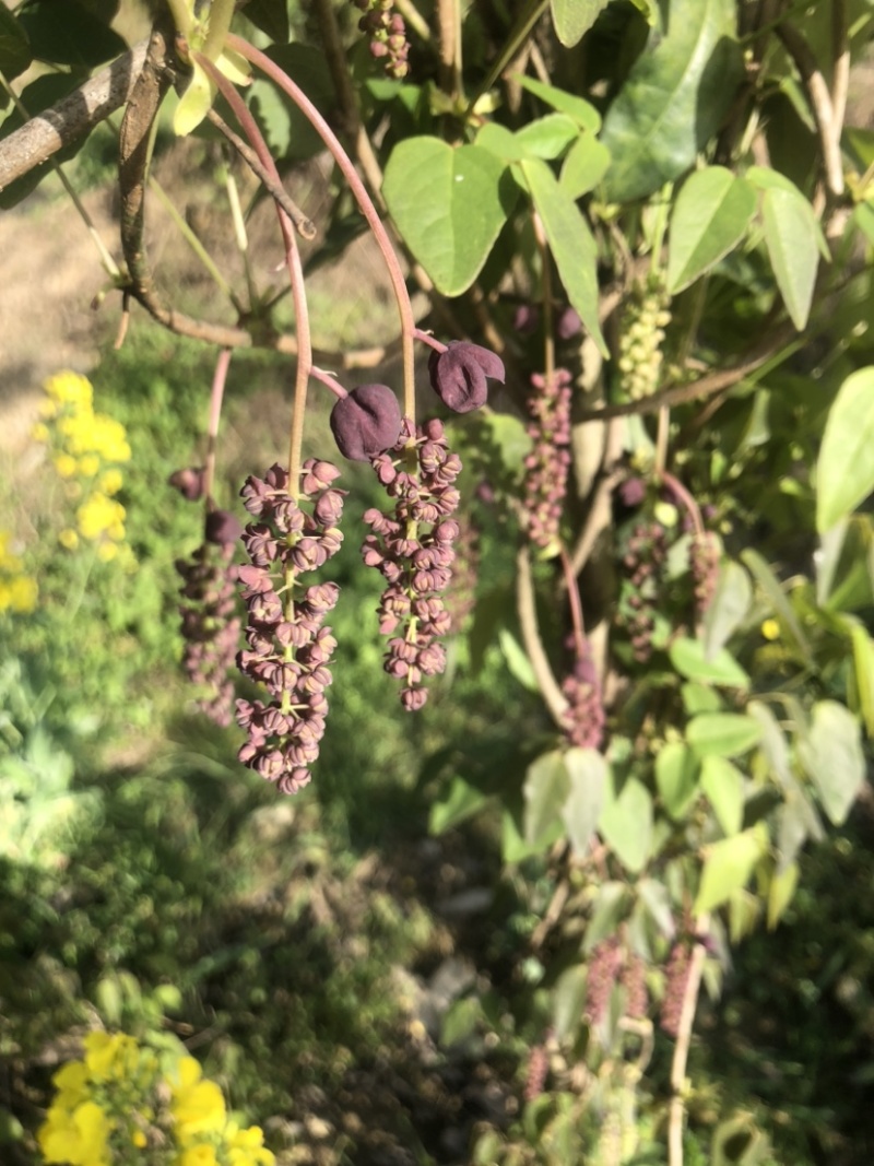 八月瓜（八月炸）