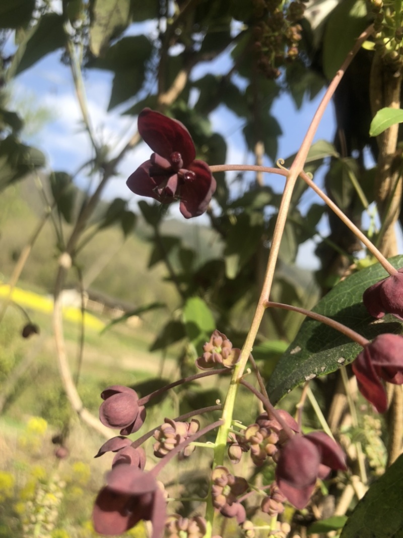 八月瓜（八月炸）
