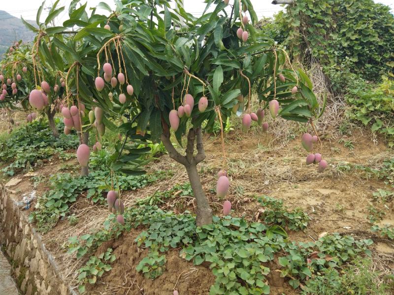 四川攀枝花贵妃芒果