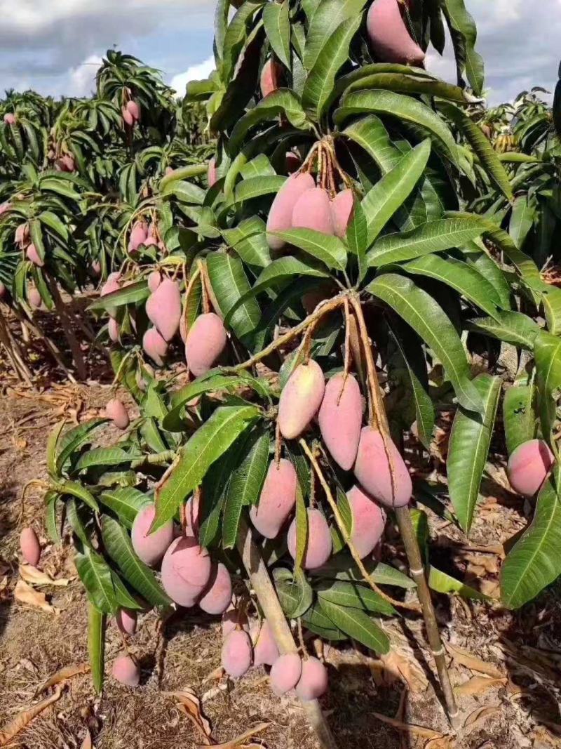 四川攀枝花贵妃芒果