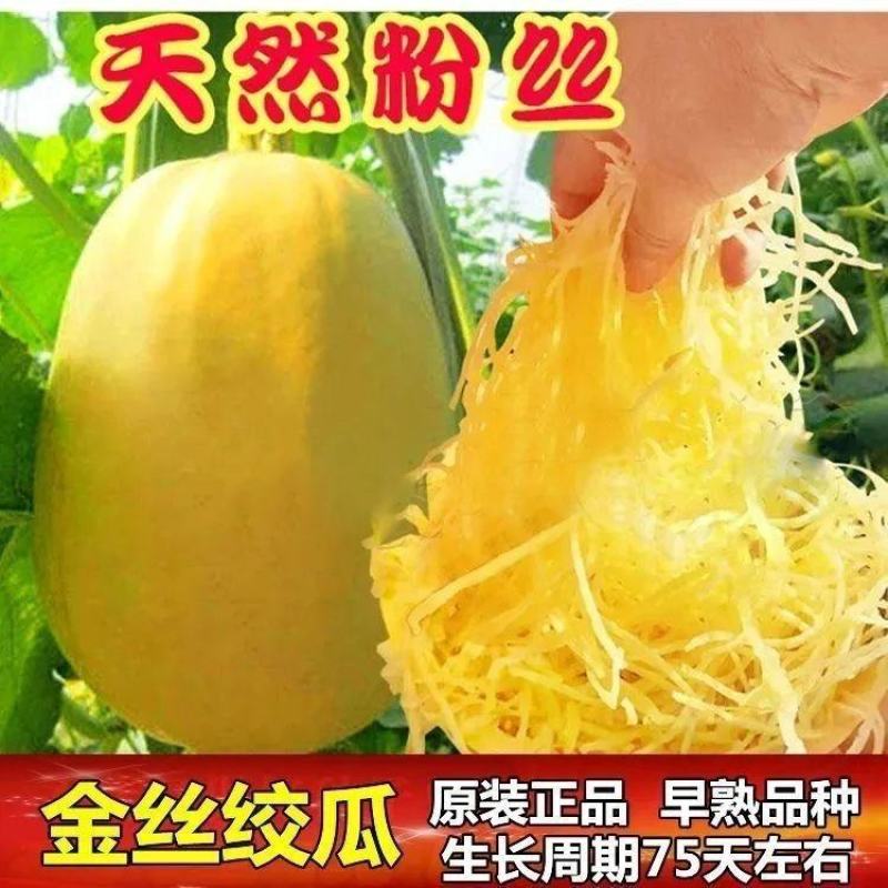 金丝绞瓜种子绞瓜茭瓜黄金角瓜天然粉丝瓜种籽苗高产四季蔬菜