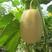 金丝绞瓜种子绞瓜茭瓜黄金角瓜天然粉丝瓜种籽苗高产四季蔬菜