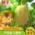 金丝绞瓜种子绞瓜茭瓜黄金角瓜天然粉丝瓜种籽苗高产四季蔬菜