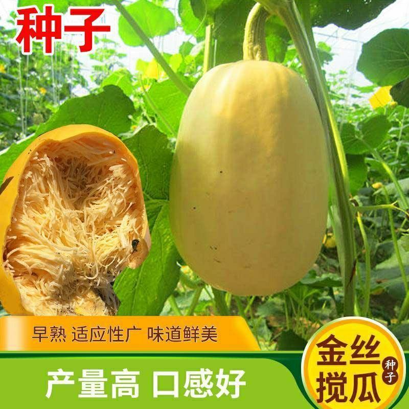 金丝绞瓜种子绞瓜茭瓜黄金角瓜天然粉丝瓜种籽苗高产四季蔬菜