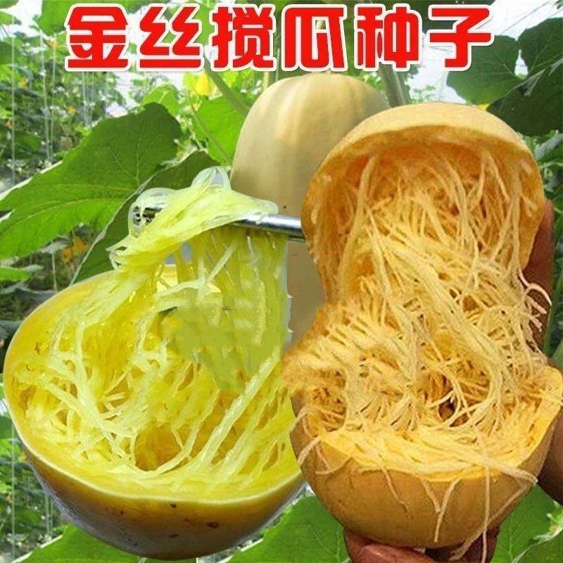 原装金丝搅瓜种子天然粉丝南瓜种子金丝瓜种籽四季种植好吃绞