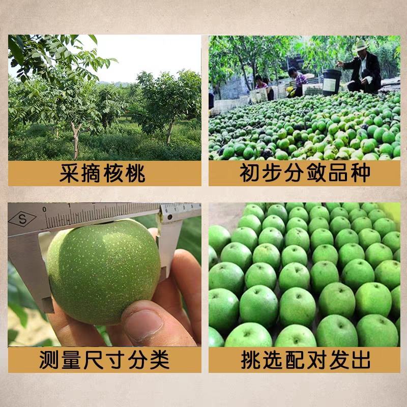 四川核桃青皮核桃一手货源基地直发货源充足