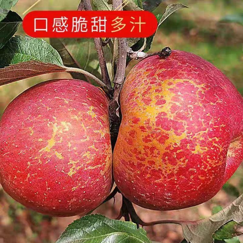 四川大凉山苹果丑苹果一手货源产地直发大量供应