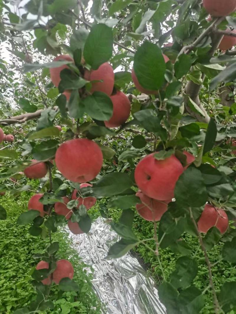 四川大凉山苹果丑苹果一手货源产地直发大量供应