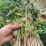 红薯苗全国包邮，1000棵西瓜红品种红薯秧苗蜜薯苗商薯