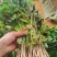 红薯苗全国包邮，1000棵西瓜红品种红薯秧苗蜜薯苗商薯