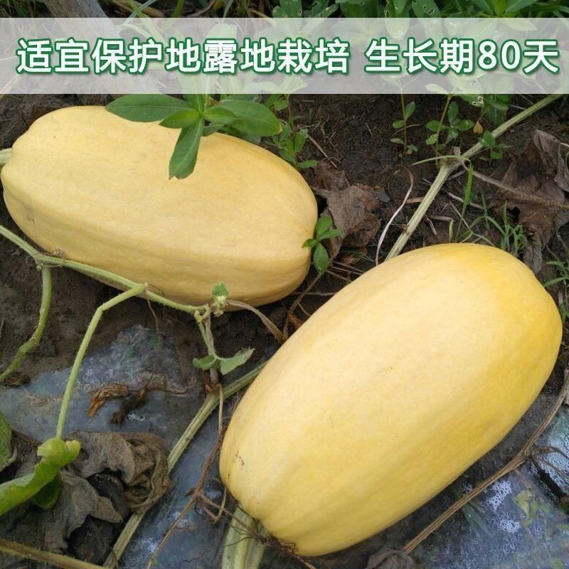 金丝绞瓜种子南瓜种子高产粉丝瓜种子四季阳台盆栽搅瓜种子