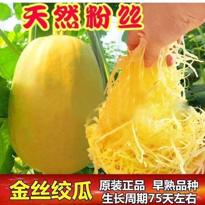 金丝绞瓜种子南瓜种子高产粉丝瓜种子四季阳台盆栽搅瓜种子