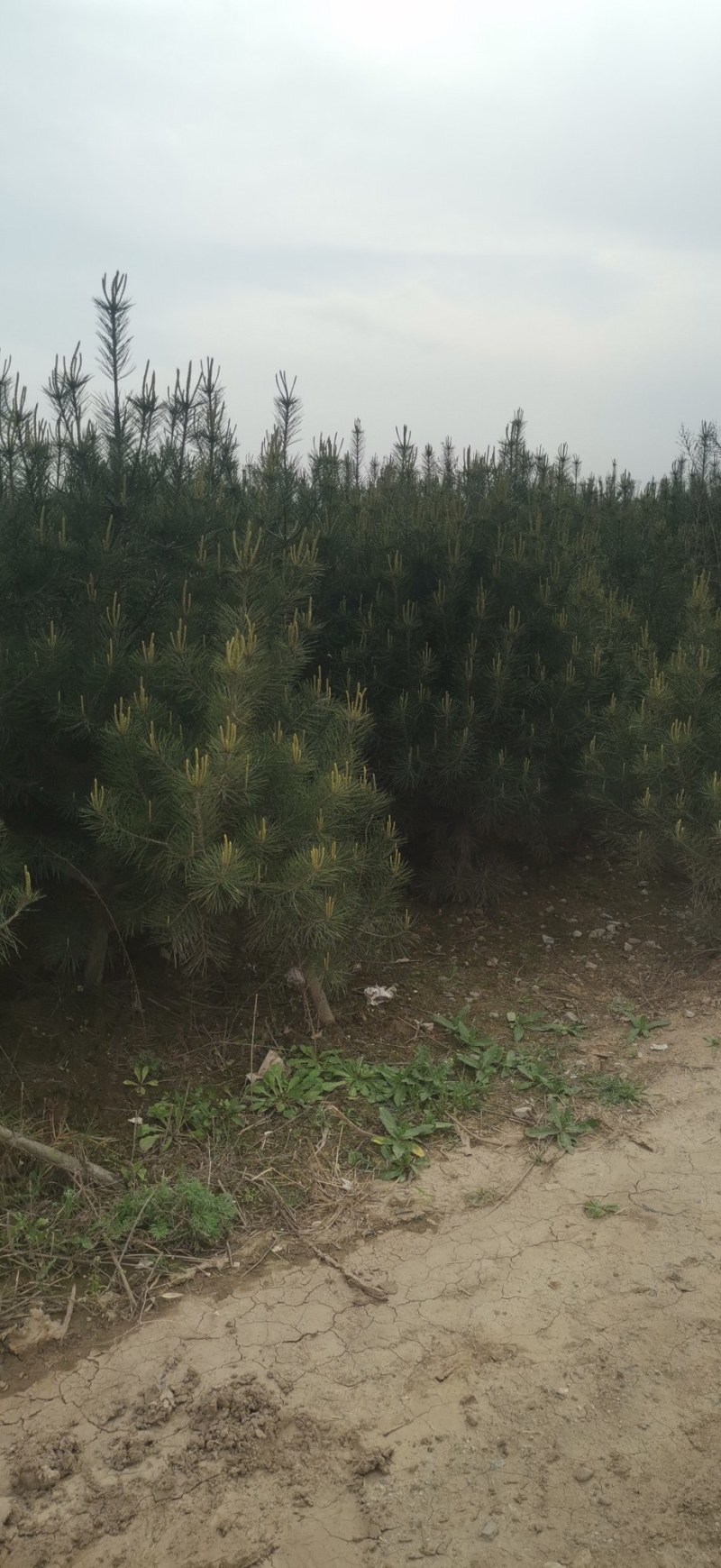 白皮松绿化树，风景树，2米左右！