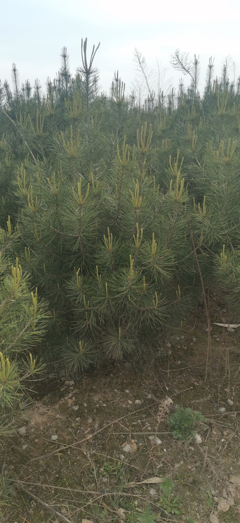 白皮松绿化树，风景树，2米左右！