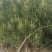 白皮松绿化树，风景树，2米左右！