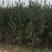 白皮松绿化树，风景树，2米左右！